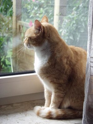 cover image of Zwei Katzen erzählen aus Ihrem Leben in Ostfriesland